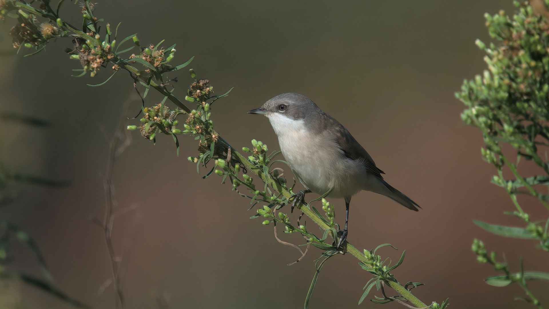 Lesser Whitethroat